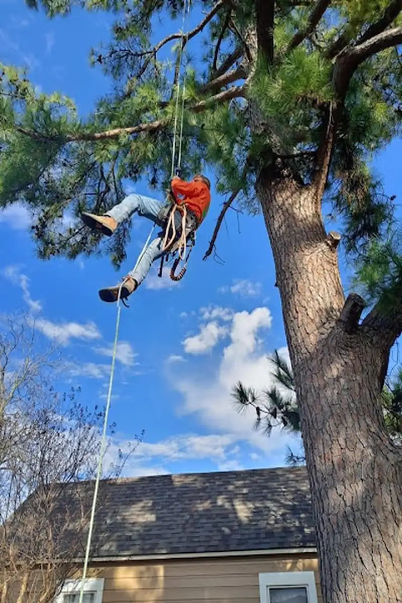 Reliable tree service in Denison, TX Our tree service at work in Denison, TX