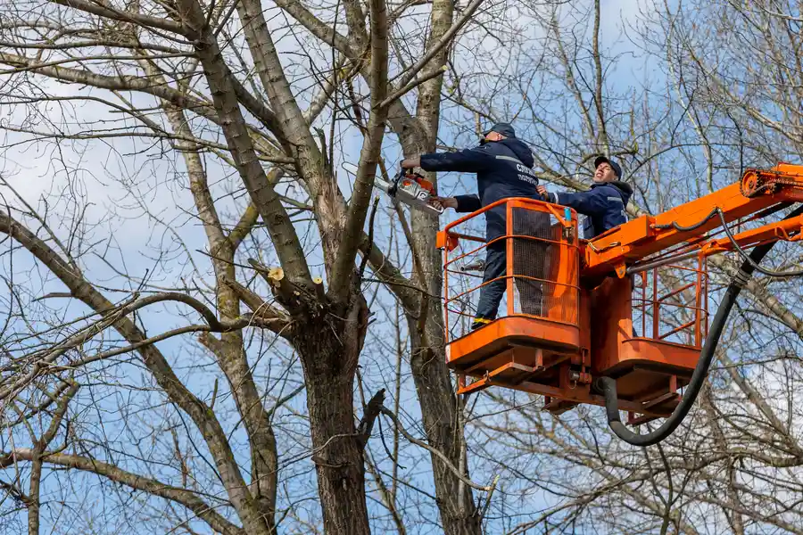 Affordable Tree Removal Denison, TX Affordable Tree Removal Denison, TX