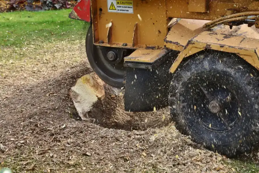 Can Stump Grinding Help With Yard Drainage Issues in Denison, TX Can Stump Grinding Help With Yard Drainage Issues in Denison, TX