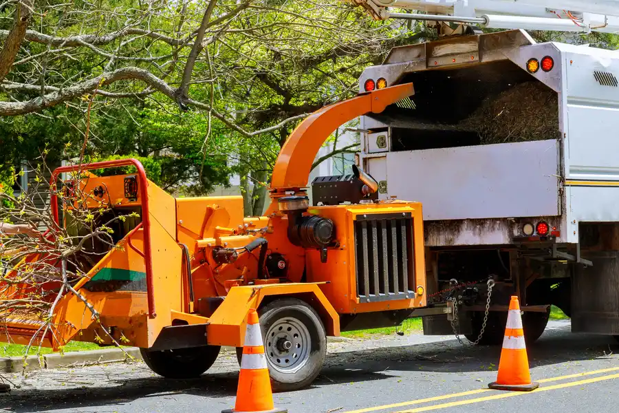Common Reasons Homeowners Need Tree Removal Services Denison, TX Common Reasons Homeowners Need Tree Removal Services Denison, TX