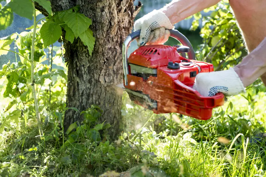Common Reasons Homeowners Need Tree Removal Services in Denison, TX Common Reasons Homeowners Need Tree Removal Services in Denison, TX