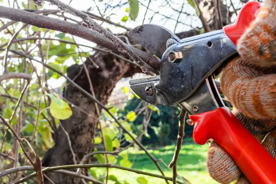 Expert Tree Pruning Denison, TX Expert Tree Pruning Denison, TX