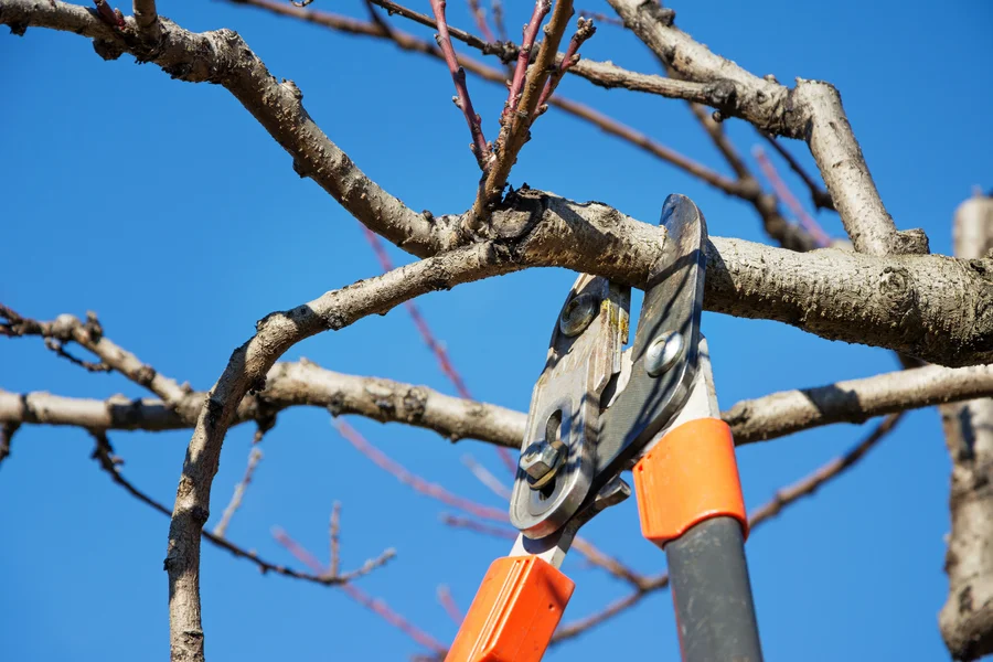 How Tree Pruning Enhances Your Trees Health And Growth Denison, TX How Tree Pruning Enhances Your Trees Health And Growth Denison, TX