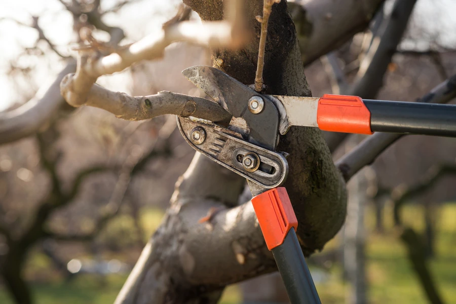 How Tree Pruning Enhances Your Trees Health And Growth in Denison, TX How Tree Pruning Enhances Your Trees Health And Growth in Denison, TX