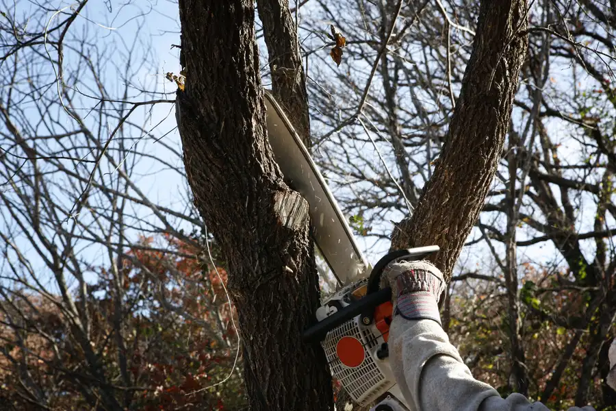 How Tree Removal Can Prevent Damage To Underground Utilities Denison, TX How Tree Removal Can Prevent Damage To Underground Utilities Denison, TX