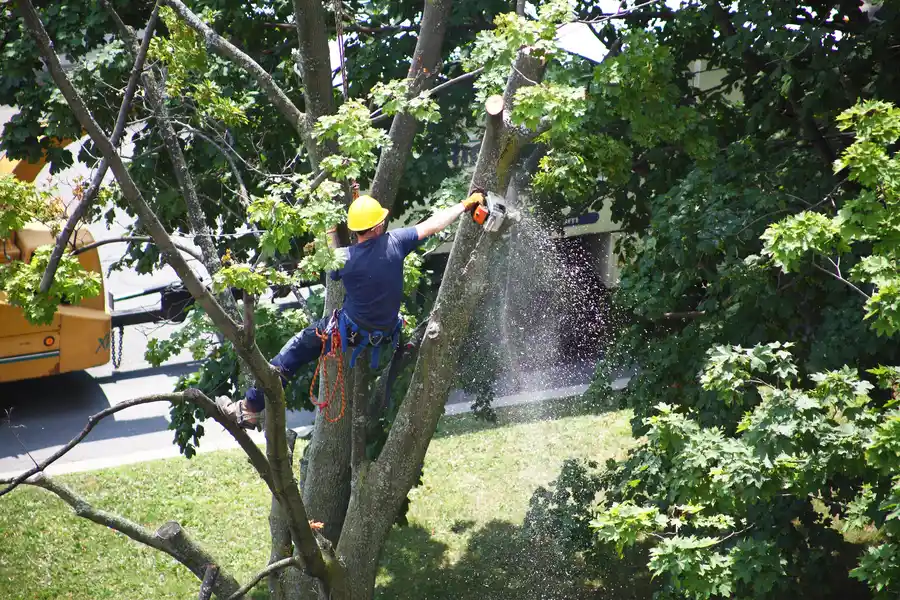 How Tree Removal Can Prevent Damage To Underground Utilities in Denison, TX How Tree Removal Can Prevent Damage To Underground Utilities in Denison, TX