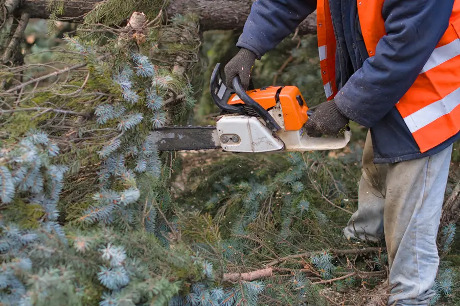 Premium Tree Removal Denison, TX Premium Tree Removal Denison, TX