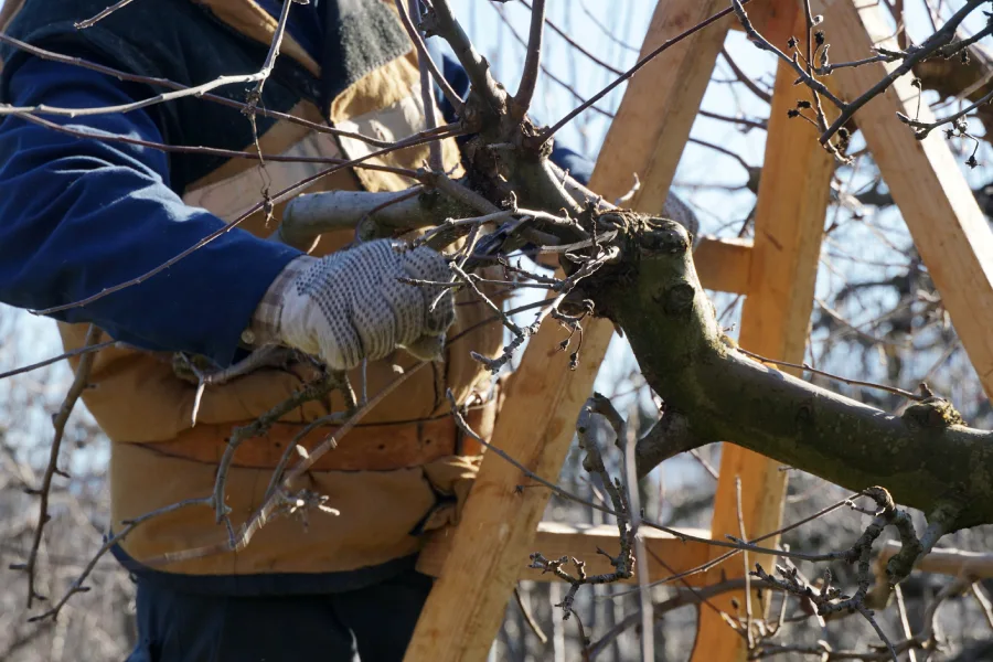 Quality Tree Pruning Denison, TX Quality Tree Pruning Denison, TX