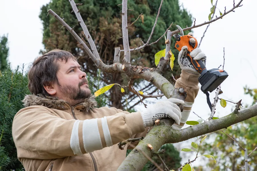 Superior Tree Pruning Denison, TX Superior Tree Pruning Denison, TX