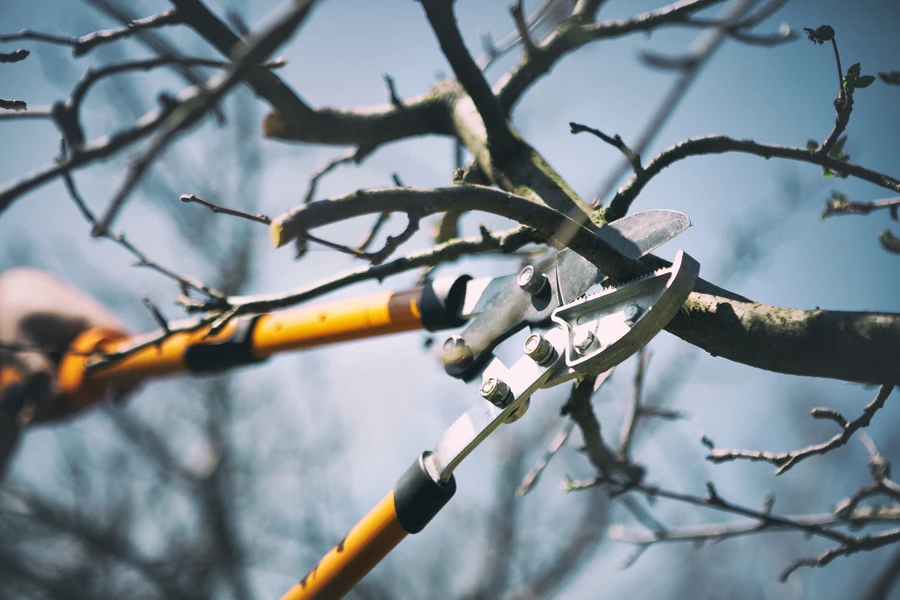 The Role Of Tree Pruning In Strengthening Branch Structure in Denison, TX The Role Of Tree Pruning In Strengthening Branch Structure in Denison, TX