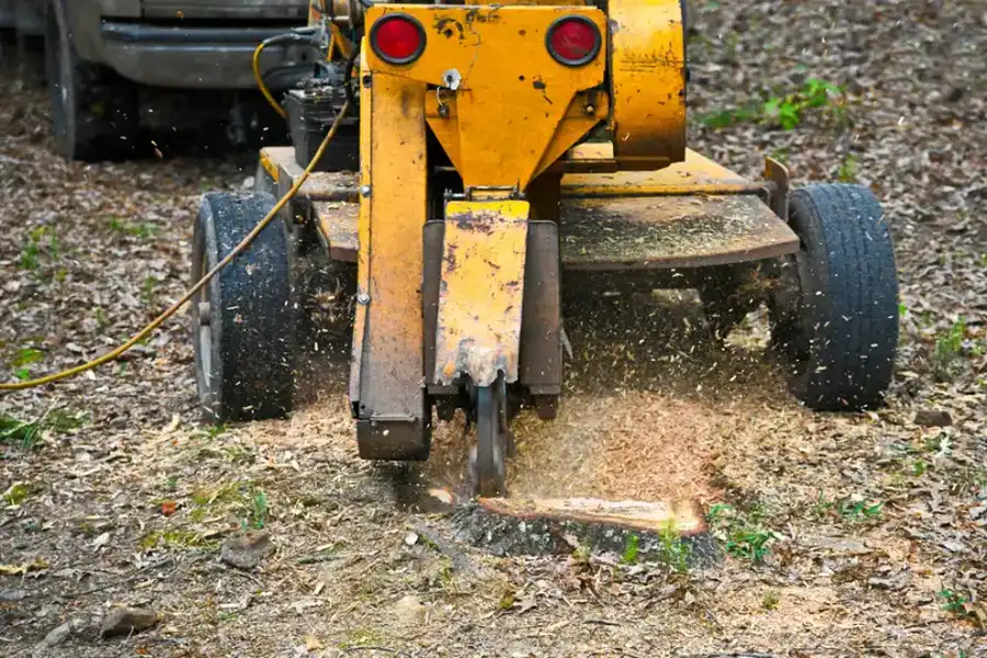 The Safety Benefits Of Professional Stump Grinding Services in Denison, TX The Safety Benefits Of Professional Stump Grinding Services in Denison, TX