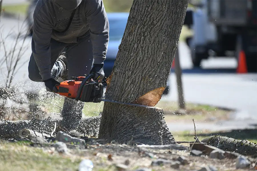 Common Reasons Homeowners Need Tree Removal Services Denison, TX Common Reasons Homeowners Need Tree Removal Services Denison, TX